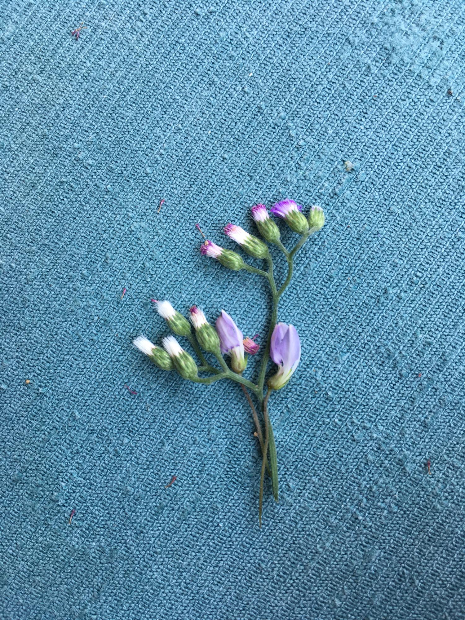 Embroidered botanical patch on denim